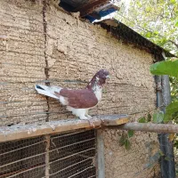 کفتر