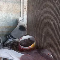 معاوضه سگ پاپی با کفتر