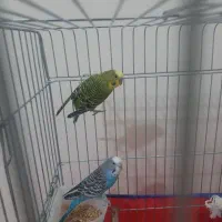 عروس هلندی و قناری