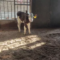 گوساله سیمینتال شیری