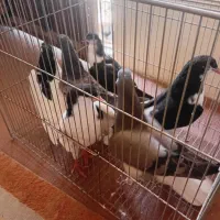 کبوتر ساده و قره