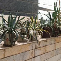 کاکتوسهای بزرگ آگاو ابلق وساده انجیرهندی میوه دار|حراج|تهران, فلاح|دیوار