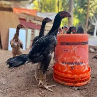 تخم مرغ لاری