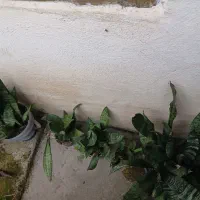 سانسوریا|گل و گیاه طبیعی|اسالم, |دیوار