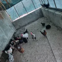 مرغ و خروس محلی|پرنده|بوشهر, |دیوار