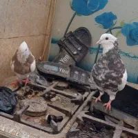 یک جفت کبوترطوقی