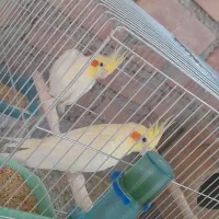 یک جفت عروس هلندی