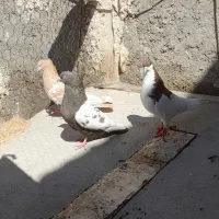 کفتر|پرنده|شیراز, شهرک بهار|دیوار