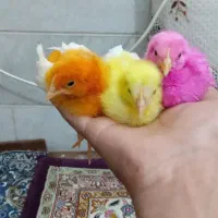 جوجه رنگی  ۱۵ روزه آزادشهر