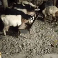 چپش چاق چاق برا کشتار کیلو ۳۱۵