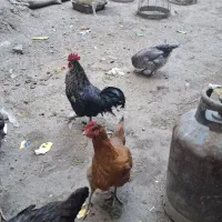 خروس نژاد دار محلی