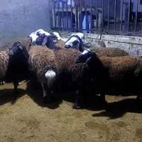 فروش شک ابستن