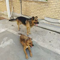 سگ نگهبان خیلی اروم