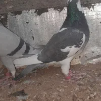 اوقون‌و ابلق پرشی|پرنده|تربت جام, میان جام|دیوار