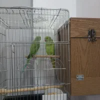 ملنگو جفت آماده