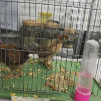 جوجه مرغ و خروس