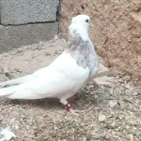 طوق سروریاشازده
