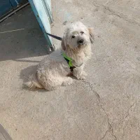 سگ پشمالو|سگ|یزد, |دیوار