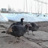 بوقلمون طبیعی ماده|حیوانات مزرعه|اردبیل, |دیوار