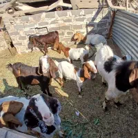 بزکره پاکستانی زایده وابستن|حیوانات مزرعه|رفسنجان, |دیوار