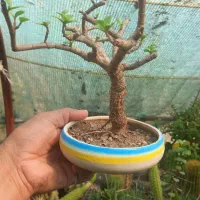 تولید وعرضه گل وگیاه