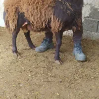 فروش بره قوچ هموزیگوات