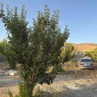 باغ ۱۰۰۰ متری