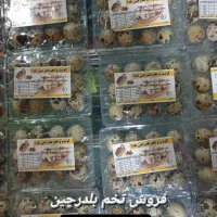 تخم بلدرچین کاملا اورگانیک