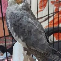 عروس هلندی|پرنده|قم, ولیعصر|دیوار