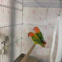 جفت کوتوله برزیلی رنگ های خاص|پرنده|شیراز, شهرک فرهنگیان|دیوار