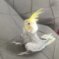 جوجه عروس هلندی