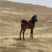 اسب کره مادیون نوه کامران