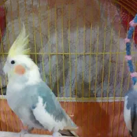 عروس هلندی|پرنده|آمل, |دیوار