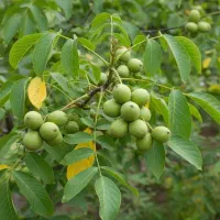 نهال گردوی صادراتی با سود چندبرابری