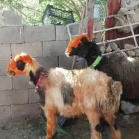 فروش میش بره کهره بز شیشک بختیاری شهر کردی|حیوانات مزرعه|کوار, |دیوار