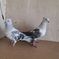 شامی کاکلی|پرنده|مشهد, نیزه|دیوار