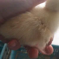 جوجه غاز ۳روزه|حیوانات مزرعه|بندر ترکمن, |دیوار