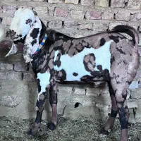 پنجاپ گُل گُلی اصل