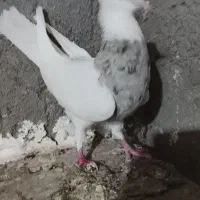 5عدد طوقی درجه یک