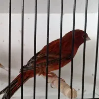 یک عدد قناری سوخته