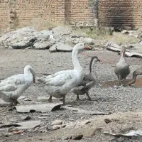 غوغاز