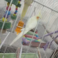 عروس هلندی اهلی|پرنده|تبریز, |دیوار