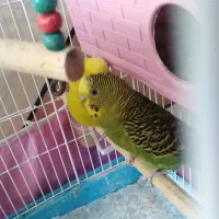 یک جفت مرغ عشق