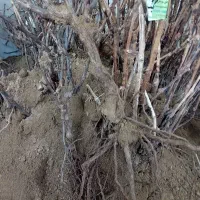 انگوراتم رویال .اتم کینگ.کریمسون.