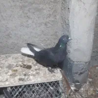 دوبهر