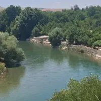 برنج کامفیروز چمپا درجه خالص