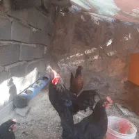 خروس سیاه