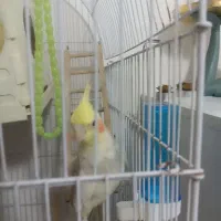 عروس هلندی سخنگو