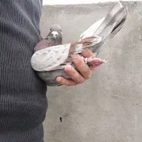 کبوتر نر پرشی بالا