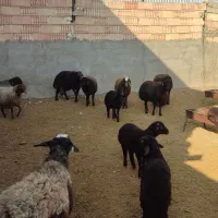 میش|حیوانات مزرعه|سبزوار, کاشفی شمالی (دادگستری)|دیوار